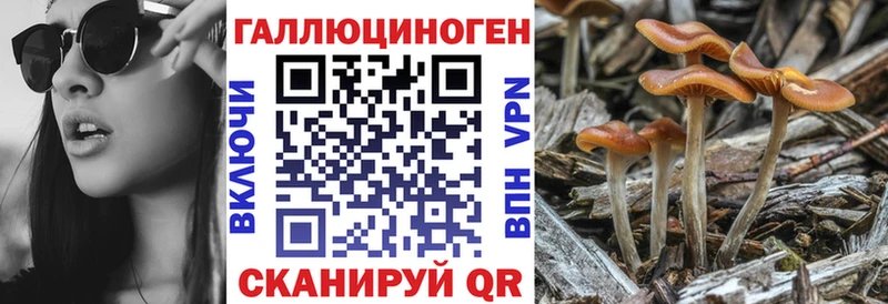 Псилоцибиновые грибы Psilocybine cubensis  Орлов 